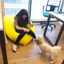 משחקת עם הכלב על פוף שוגי שפיץ במשרדי פליין אי די 